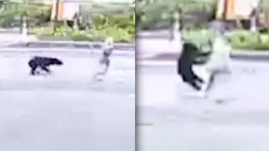 بالفيديو..دب ينقض على سيدة أثناء سيرها في الشارع.